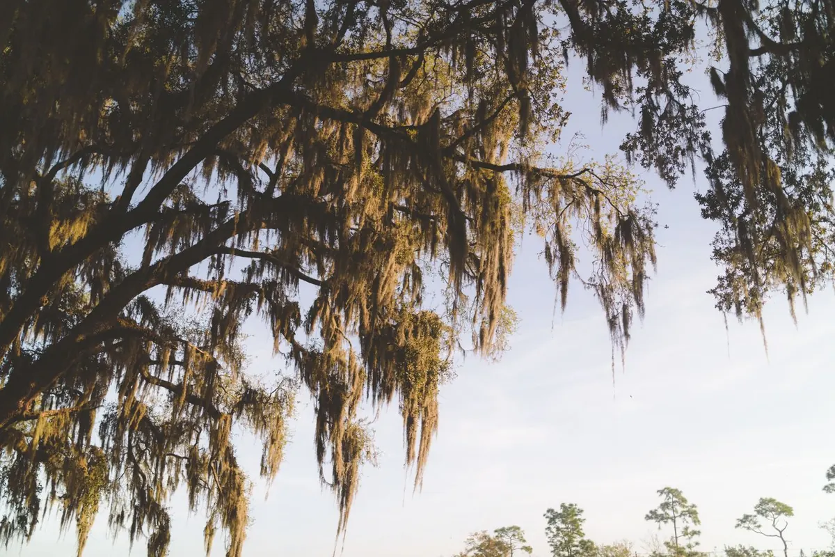 Live oak branches hung with Spanish moss against the sky